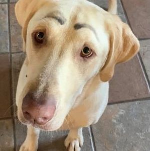 Meet your Posher, Cat